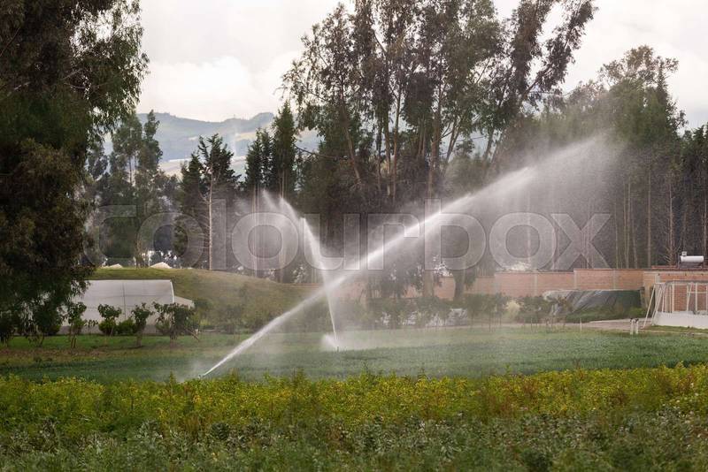 wetting a crop with water irrigation system, agriculture