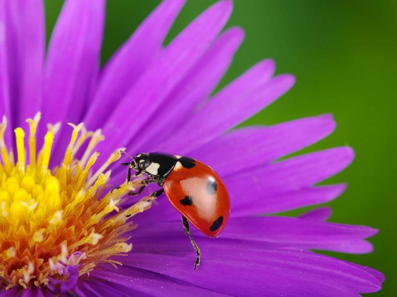 AI Generated Macro Ladybug Sits On A Daisy Flower With Blurred Bokeh Background 39661588 Stock