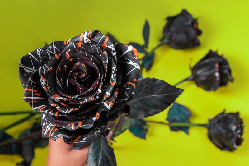 flowers with a green background, beauty of nature with art