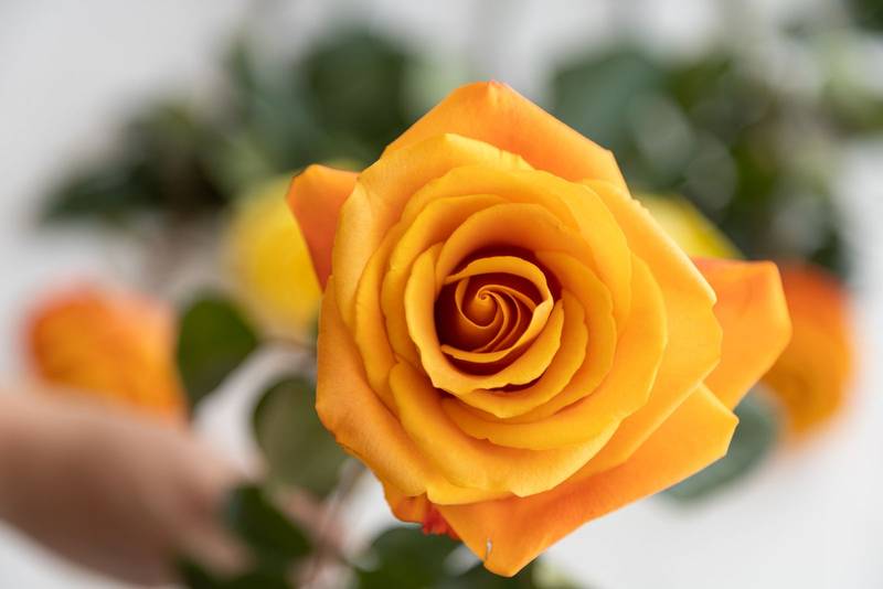 button texture of a blooming rose, flowers with colorful petals