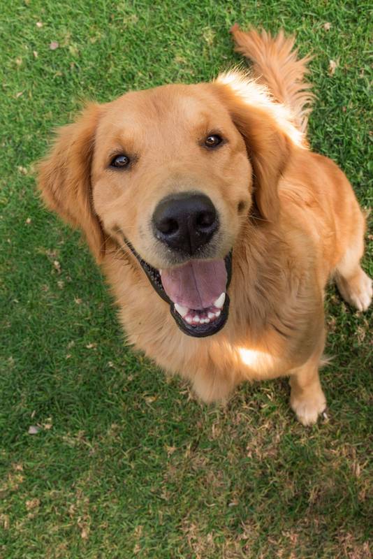 domestic pets and loyal companions, love family