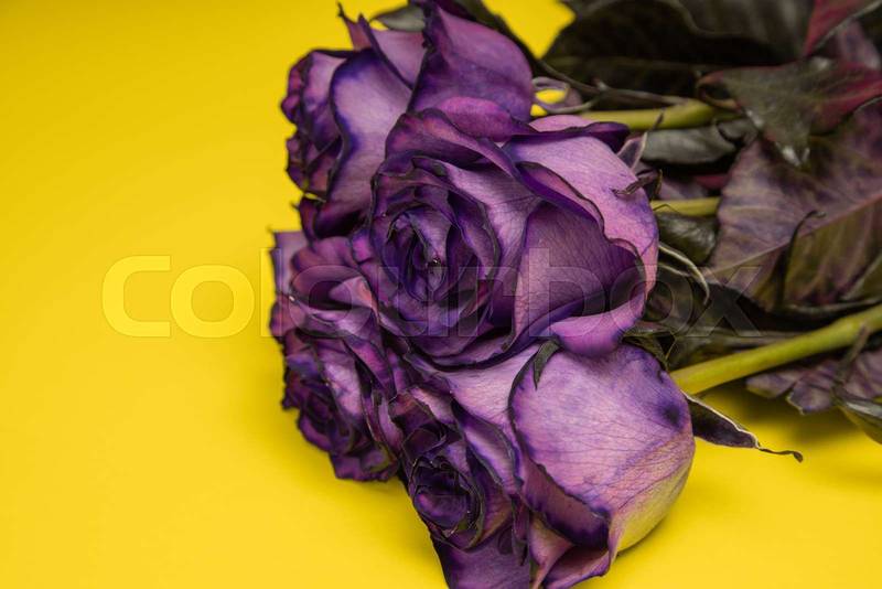 natural violet flowers lying on a colorful background
