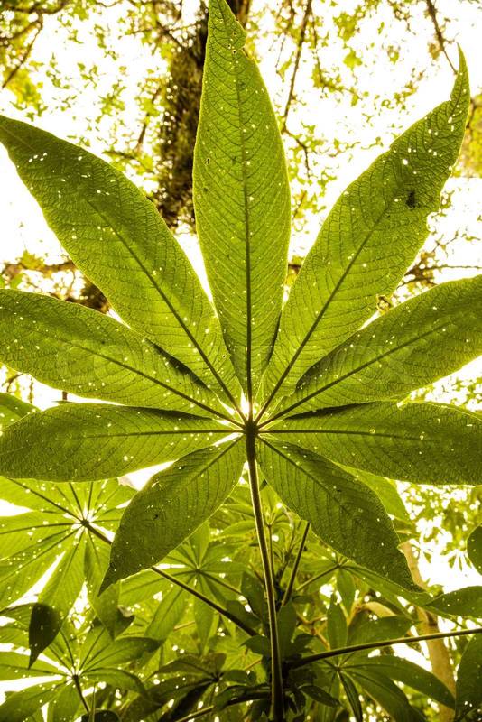 fresh plant leaf as wallpaper, nature