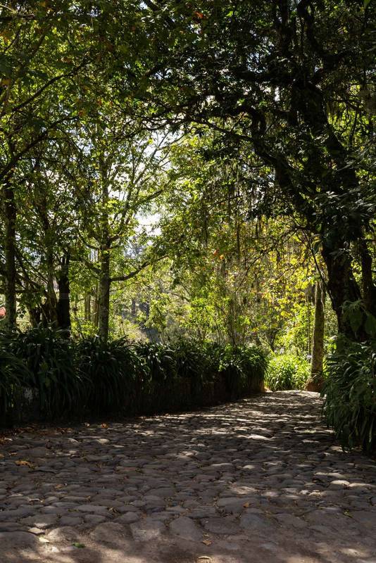 Rustic cobblestone road framed by tall green trees and plants, creating a tranquil shaded pathway