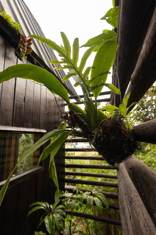 cozy garden with small green plants is enclosed by a simple wooden fence