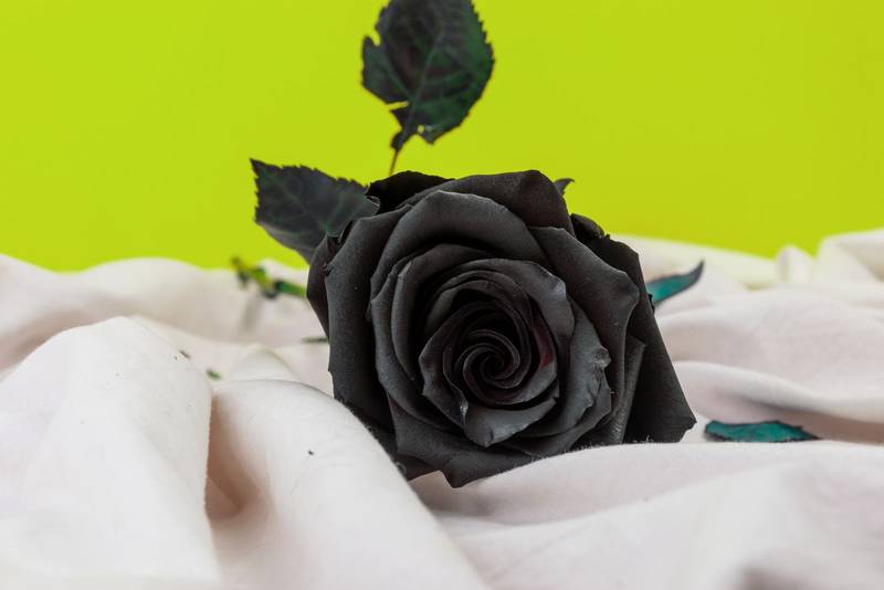 black rose on a white wrinkled fabric, detail of petals on the flower head, style