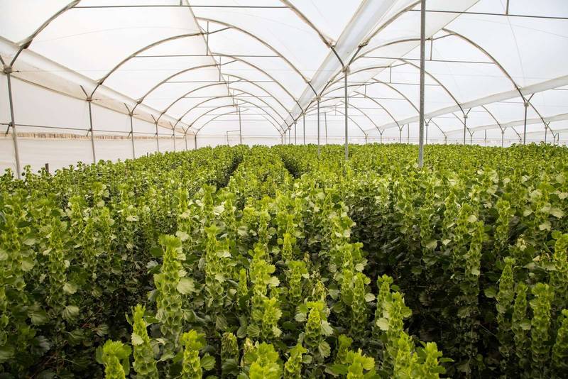 nterior of a greenhouse with planting arranged in rows, nature