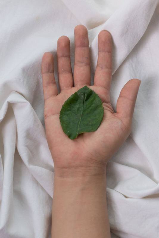 hand of a person showing his palm and holding the leaf of a fresh plant