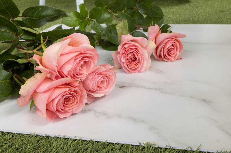 beauty of nature in studio, detail of the petals and leaves, style