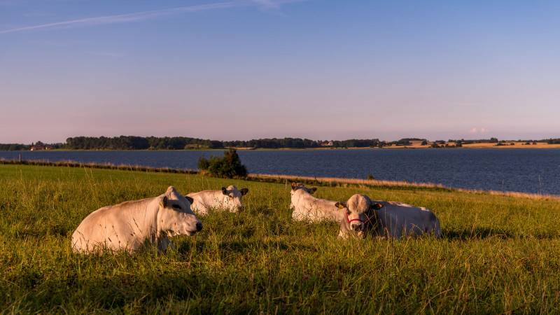 Colas en el fiordo de Roskilde #68832998