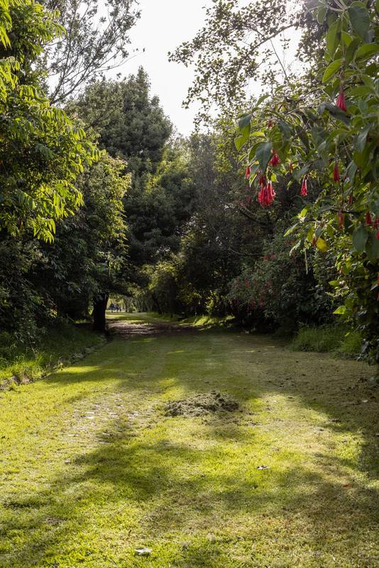 forest with a dirt road, surrounded by nature with trees