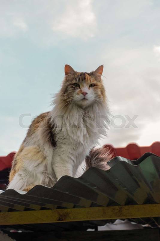 adorable cat with a lot of fur and three colors, sitting on a roof
