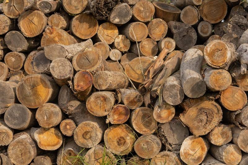 texture of wooden logs cut and arranged in a pile to use as firewood
