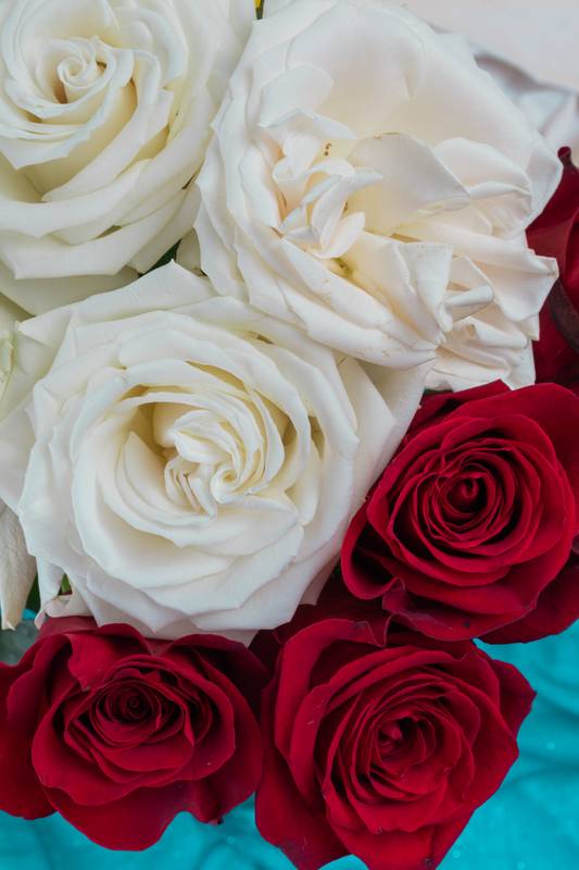 head of a bouquet of red and white roses, nature