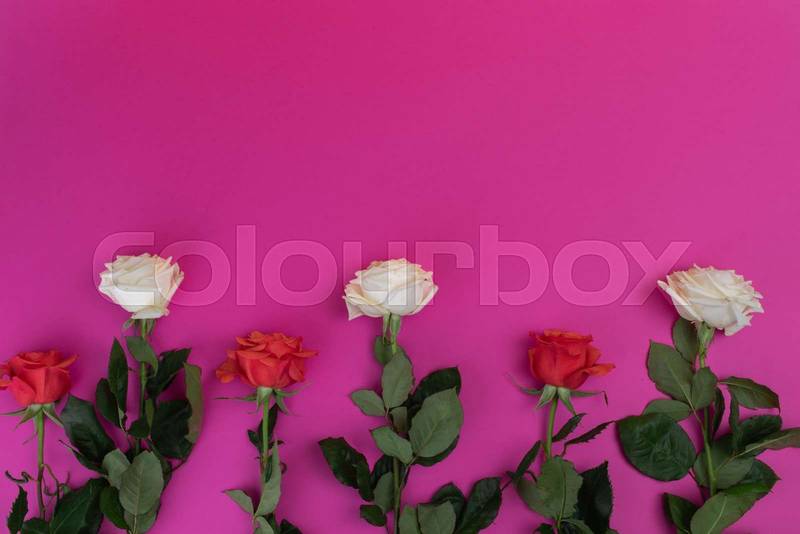 roses decorating floral design, beauty of nature in studio, valentine