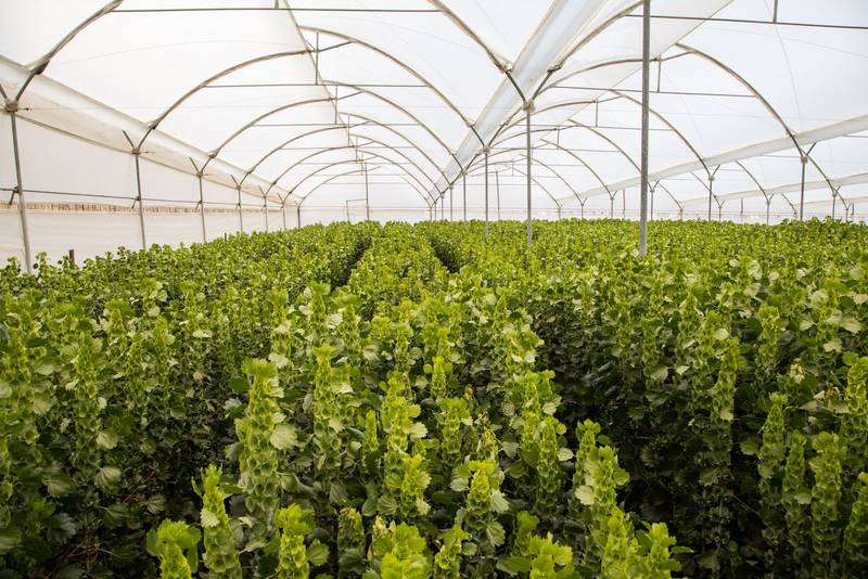nterior of a greenhouse with planting arranged in rows, nature