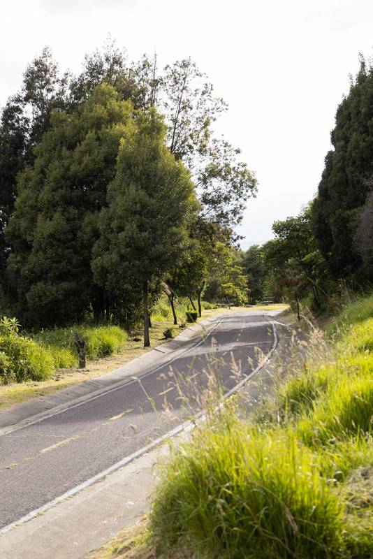 asphalt road, surrounded by nature on a sunny day, landscape