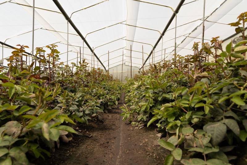 plants growing in rows, nature and agriculture