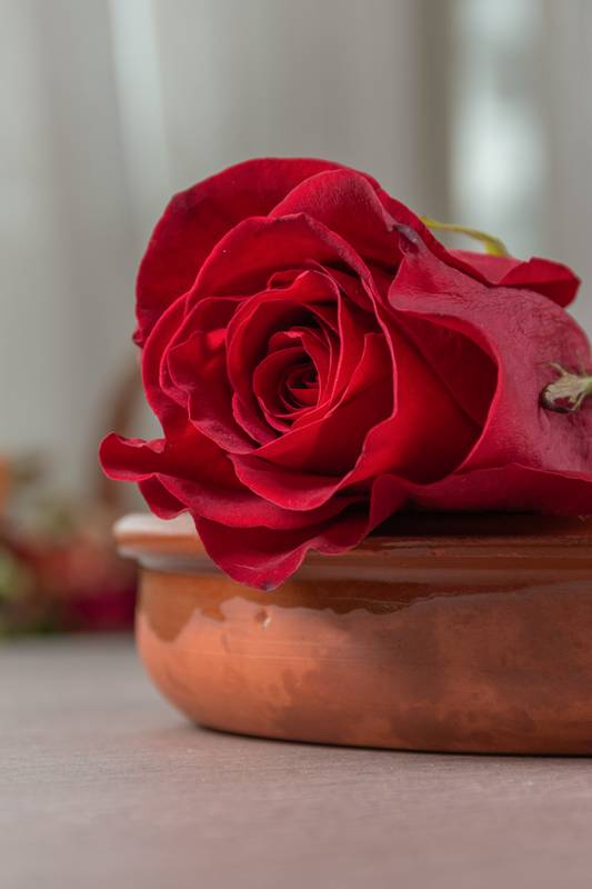 floral decoration in studio, colorful passion flower, nature