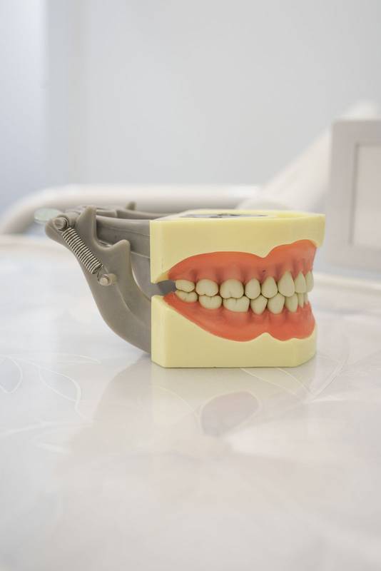 work tool for teaching medicine, plastic denture