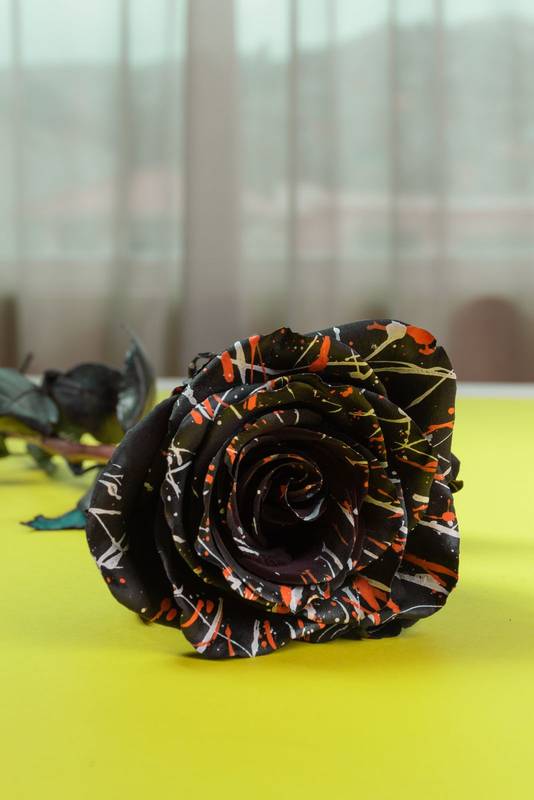 black rose with paint splattered on its petals, lying on a wooden table, beauty of nature with art