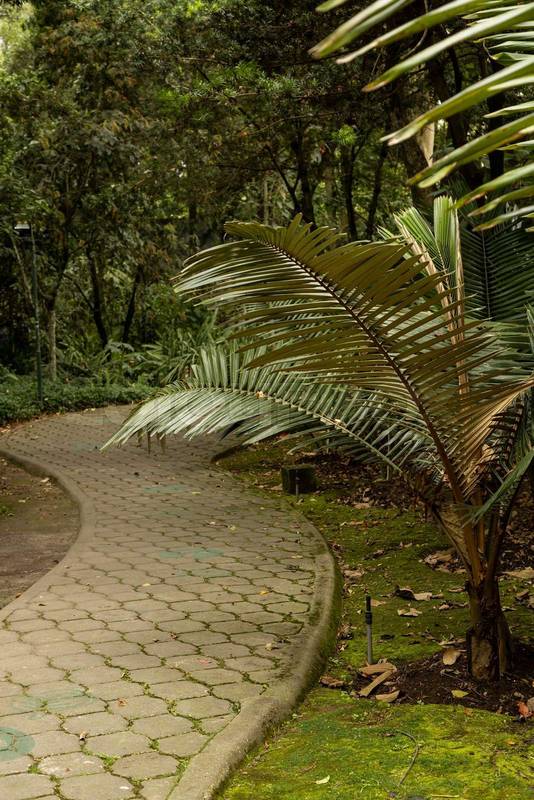 path of a park surrounded by nature in the day, beautiful landscape