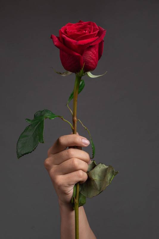 holding a red rose with long stem and fresh leaves, in studio with dark background