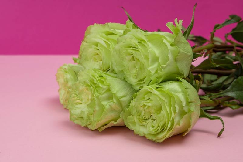 head of four white roses, beauty of natural nature