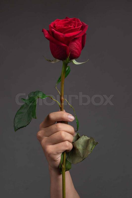 holding a red rose with long stem and fresh leaves, in studio with dark background