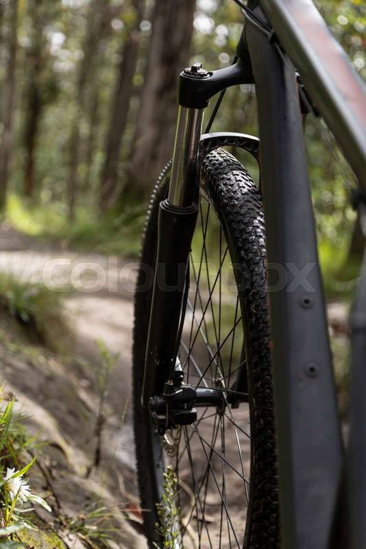 wheel of a bicycle, adventure in a forest