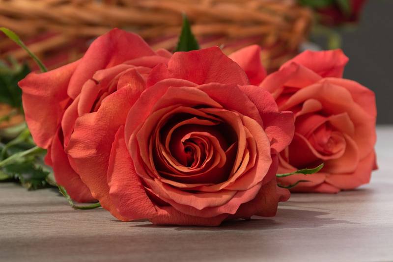 flower arrangement with beautiful orange roses