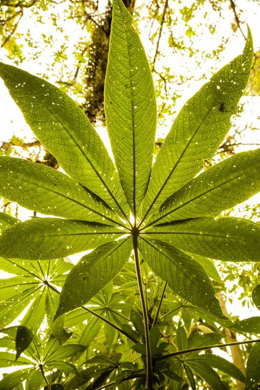 fresh plant leaf as wallpaper, nature