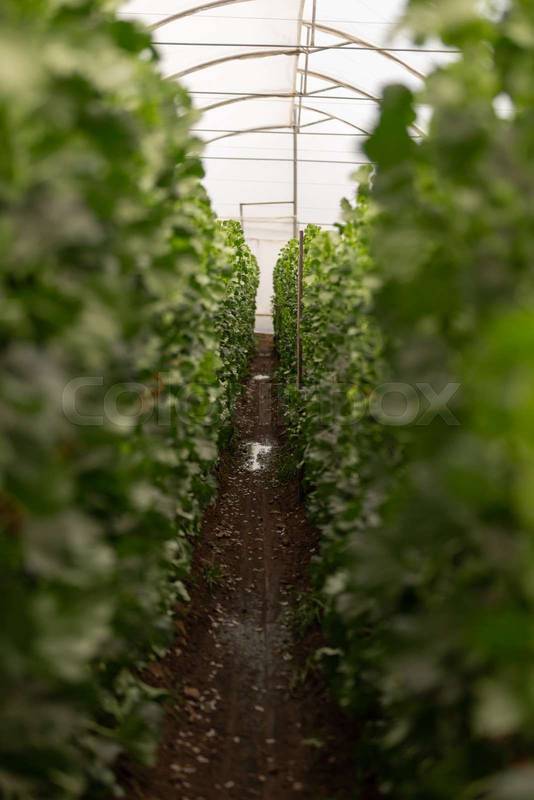greenhouse with rose plantation, nature and crops, wallpaper