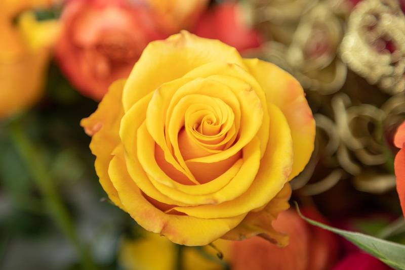 yellow rose, beauty of nature